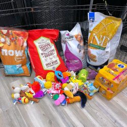 Dogs & Cats Rule – Donation Dogs & Cats Rule – Donation